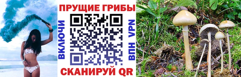 Купить закладки  Фёдоровский  Псилоцибиновые грибы Psilocybe 